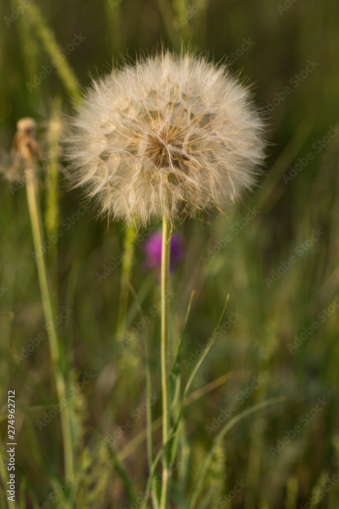 Tragopogon pratensis (common names Jack-go-to-bed-at-noon, meadow salsify, showy goat's-beard or meadow goat's-beard) is a distributed across Europe and North America. Tragopogon pratensis (common names Jack-go-to-bed-at-noon, meadow salsify, showy goat's-beard or meadow goat's-beard) is a distributed across Europe and North America.