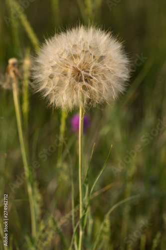 Tragopogon pratensis  common names Jack-go-to-bed-at-noon  meadow salsify  showy goat s-beard or meadow goat s-beard  is a distributed across Europe and North America.