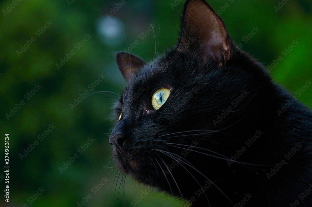 black cat is watching