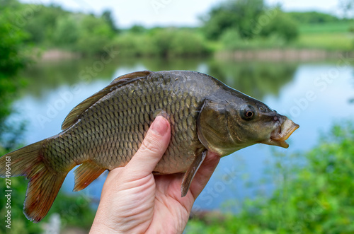 carp fish caught in the lake in hand