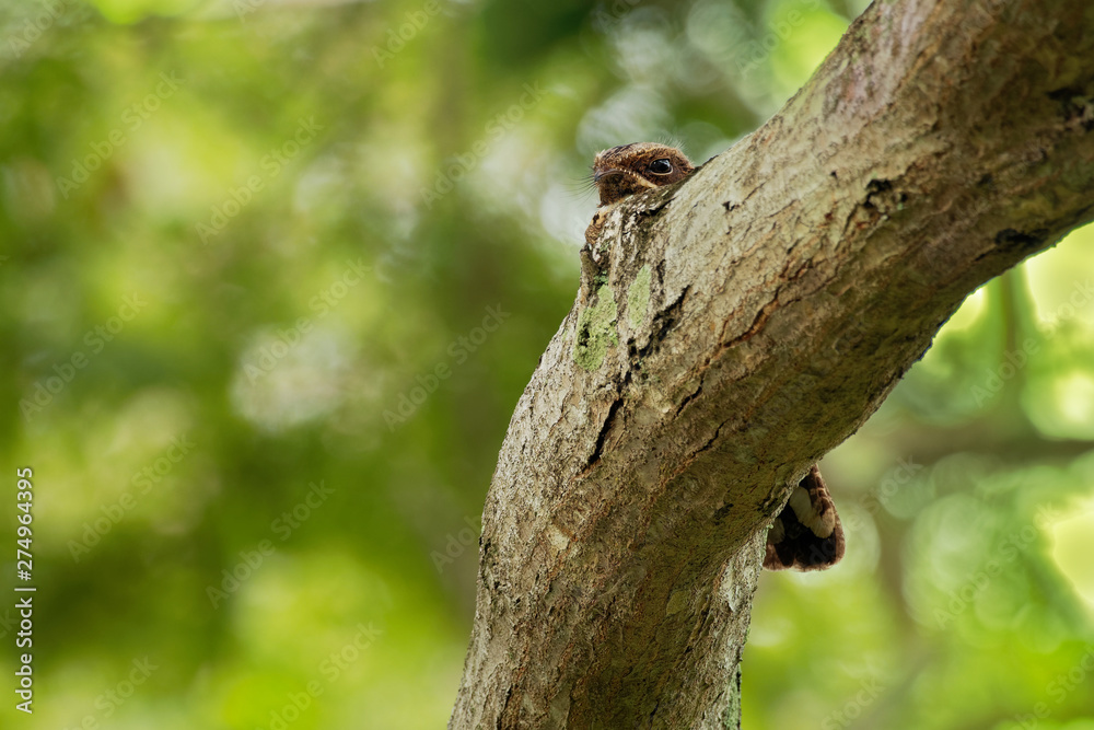 Large-tailed Nightjar - Caprimulgus macrurus nightjar in the family Caprimulgidae, found along the southern Himalayan foothills, eastern South Asia, Southeast Asia and northern Australia Large-tailed Nightjar - Caprimulgus macrurus nightjar in the family Caprimulgidae, found along the southern Himalayan foothills, eastern South Asia, Southeast Asia and northern Australia