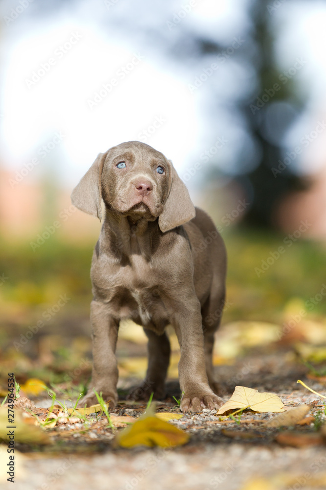 Weimeranerwelpen im Herbst