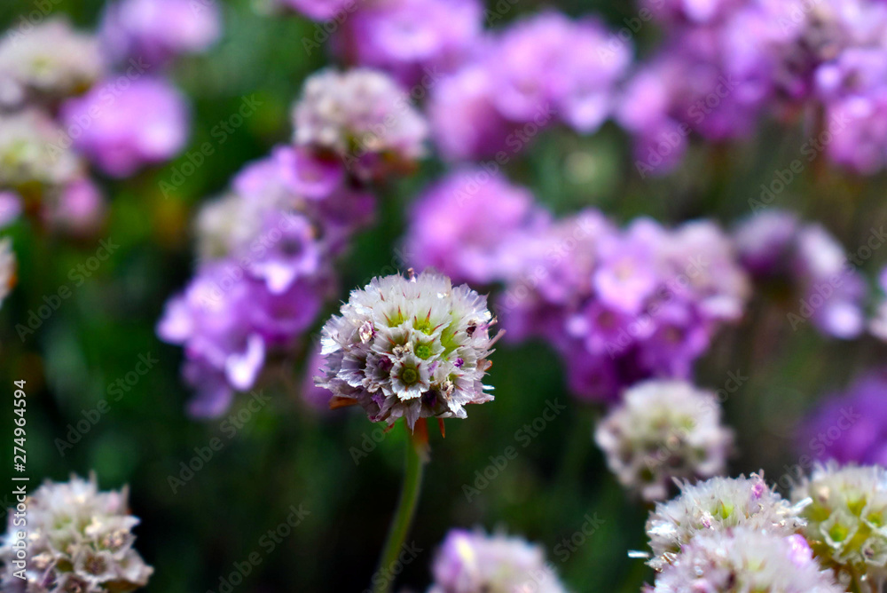 Purple Flower Purple Flower