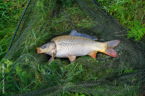large carp fish caught in a lake in a fishing net