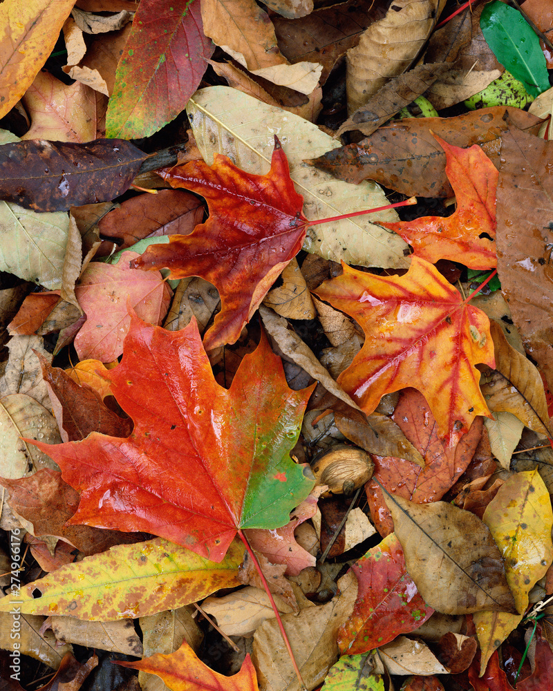 Background closeup of colorful autumn leaves on forest floor.