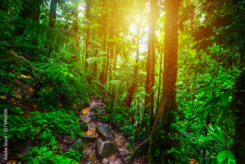 Tall trees and dirt path in Basse Terre jungle at sunset