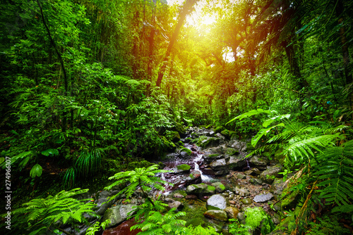 Small stream in Guadeloupe jungle at sunset Fototapet