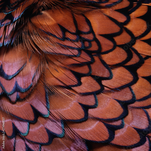 Closeup abstract background image of colorful ring-necked pheasant feathers