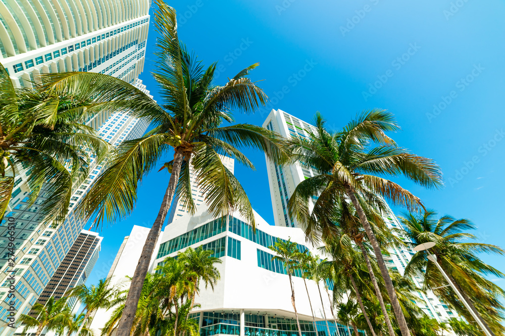 Obraz premium Palm trees and skyscrapers in downtown Miami