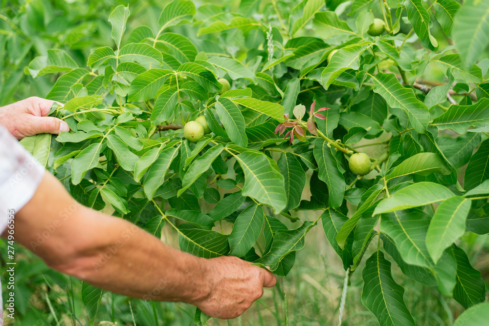 Walnut grows on a tree. Man grows nuts in the garden. Production of nuts on the farm. Walnut grows on a tree. Man grows nuts in the garden. Production of nuts on the farm.
