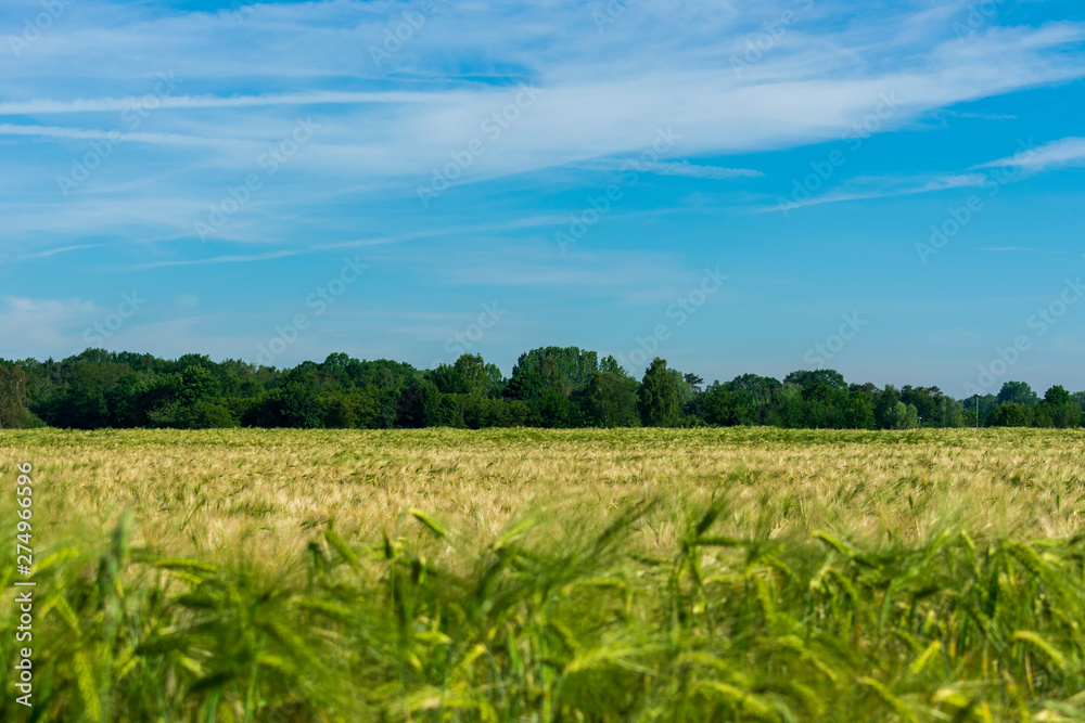 Bauernschaft mit Weizenfeld. Unscharfe Ähren im Vordergrund mit nach hinten laufendem Feld. Standort: Deutschland, Nordrhein-Westfalen, Borken