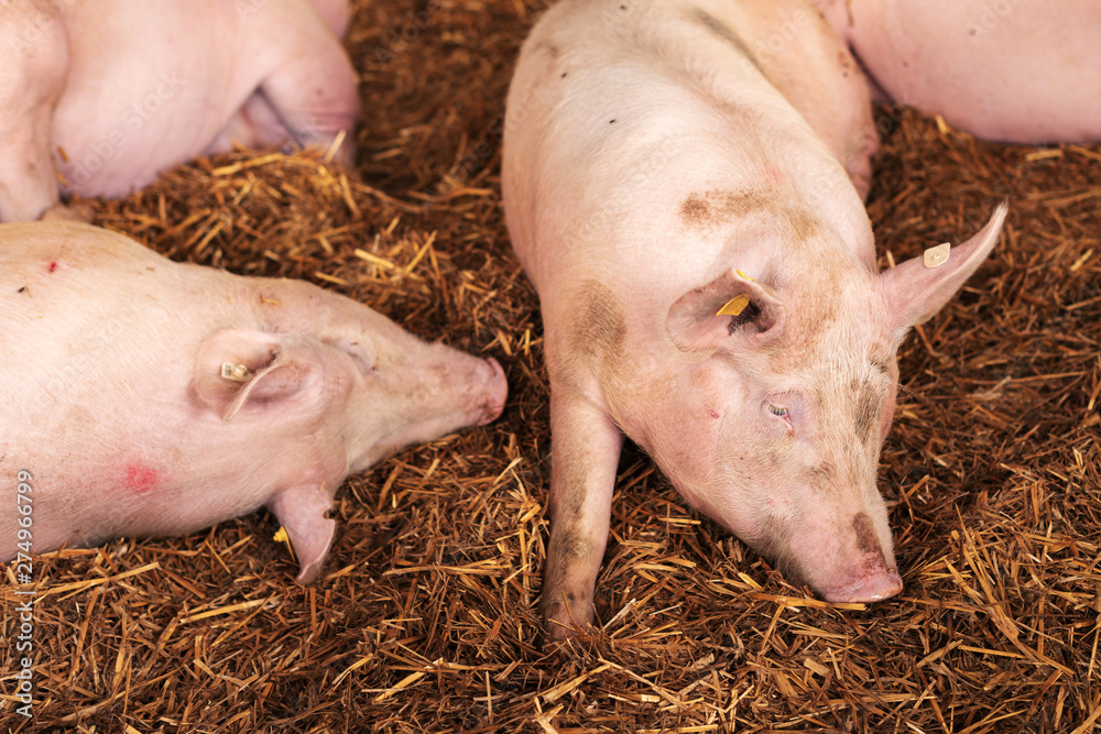 American yorkshire female pigs in pen - obrazy, fototapety, plakaty 