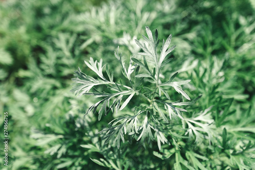 Common wormwood in garden