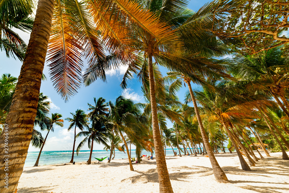 Obraz premium Palm trees and white sand in Bois Jolan beach