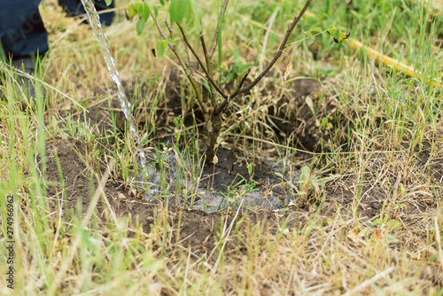 gardener watering a small growing tree on a farm. A man grows a walnut tree.