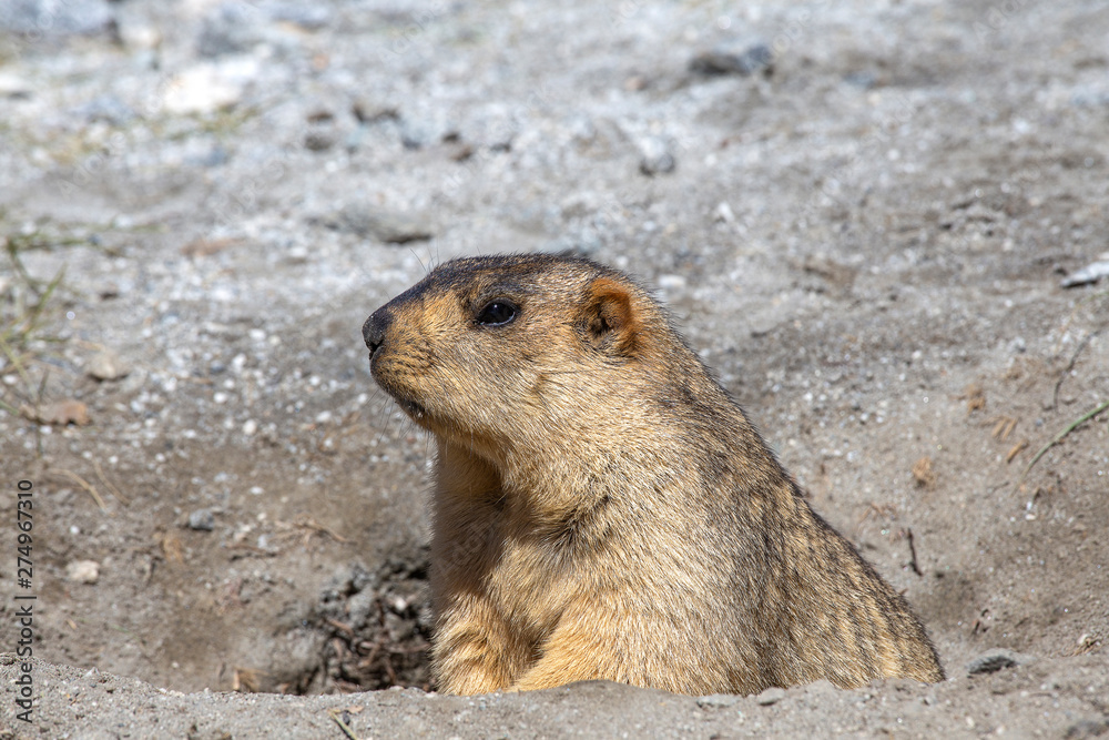 Funny marmot peeking out of a burrow in Himalayas mountain, Ladakh, India. Nature and travel concept Funny marmot peeking out of a burrow in Himalayas mountain, Ladakh, India. Nature and travel concept