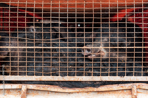 Mangalitsa pigs transported in vehicle trailer
