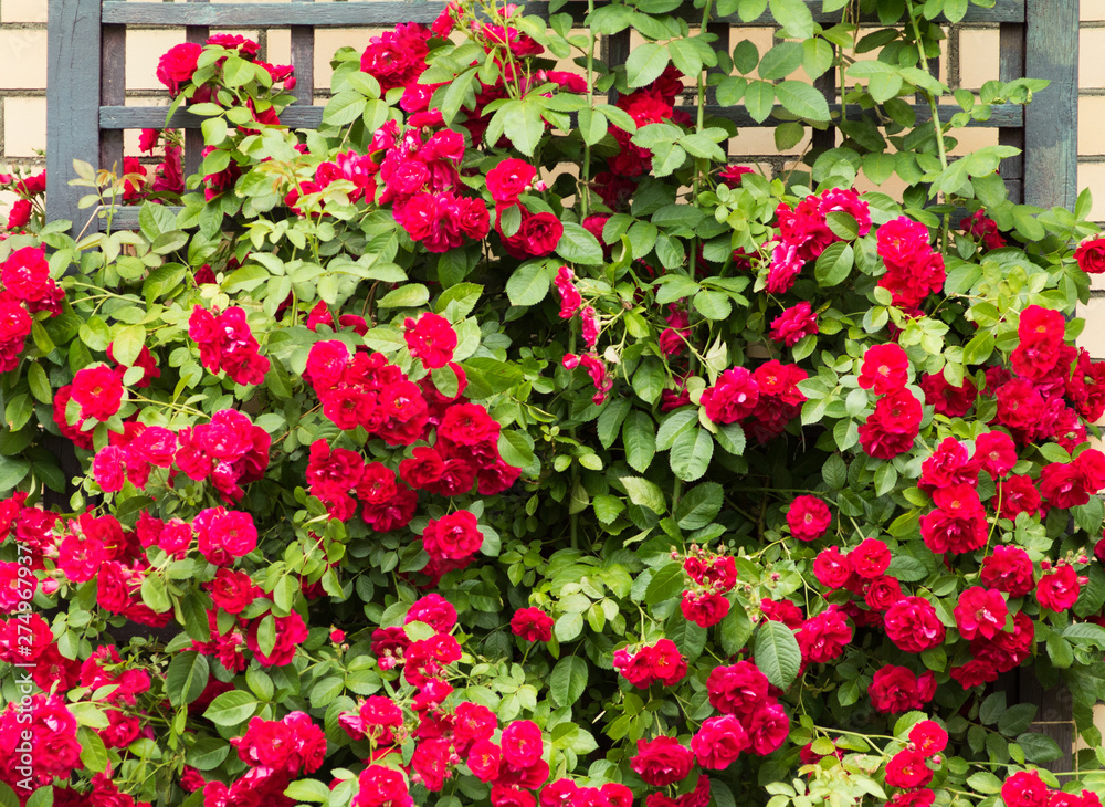 flowers in the garden flowers in the garden
