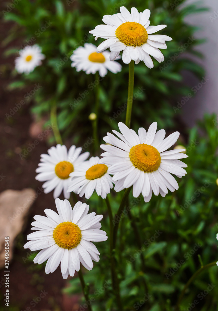 Obraz premium Chamomile garden flowers in the garden bed in the middle of summer.