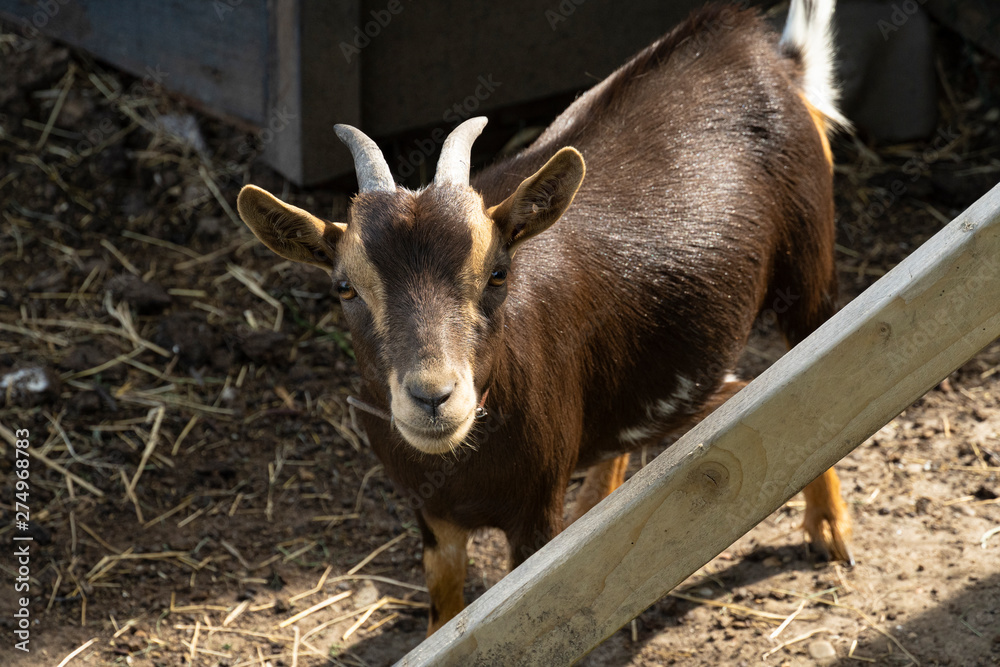 Fototapeta premium Goat in the Netherlands outside