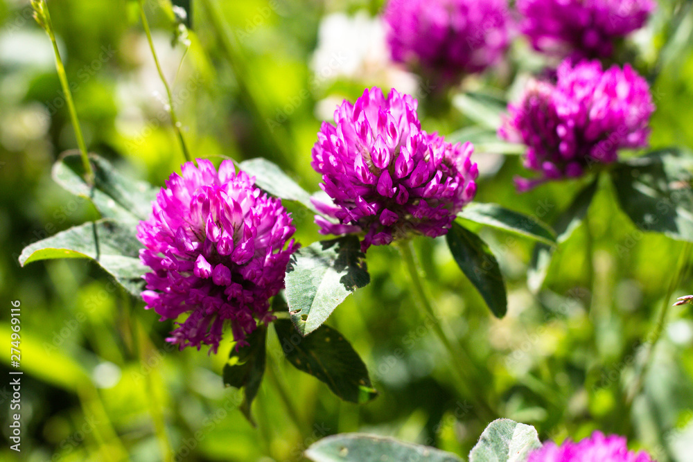 Blooming clover purple shade. Clover grows in a clearing and is illuminated by a warm and bright sun. Blooming clover purple shade. Clover grows in a clearing and is illuminated by a warm and bright sun.