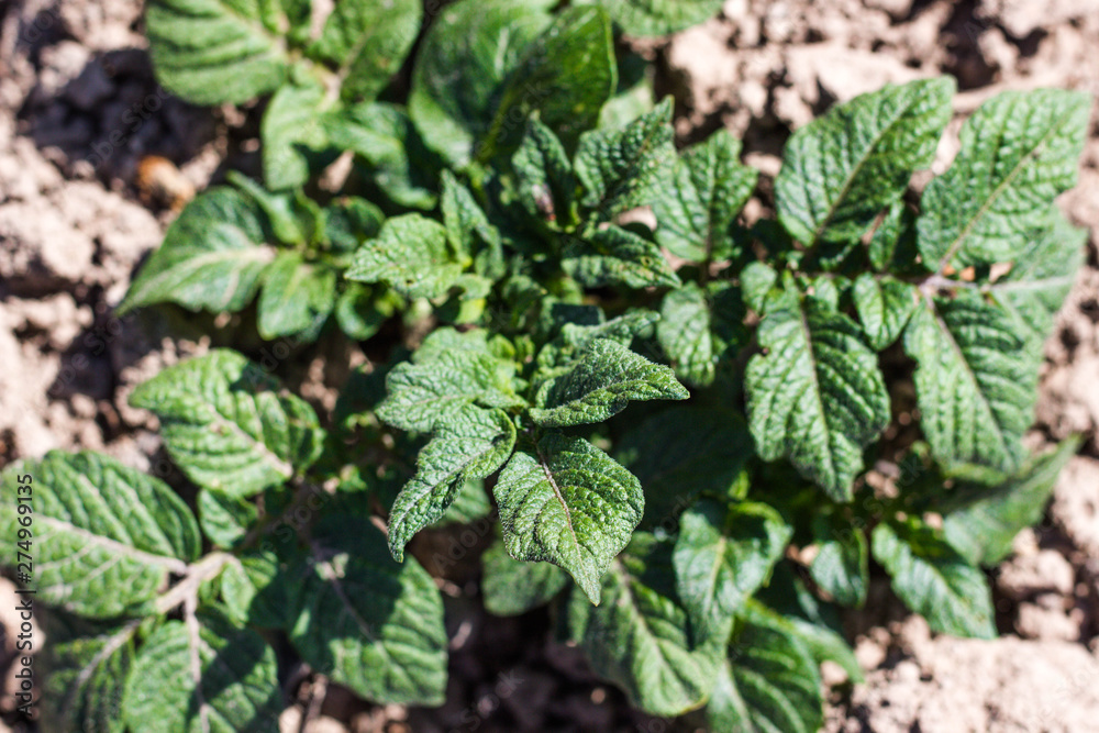 Young potato bush in the garden. Potatoes grow and its leaves reach for the warm summer sun.