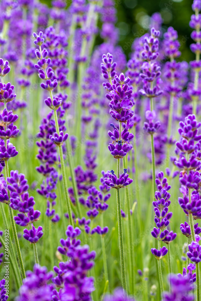 Obraz premium Lavender