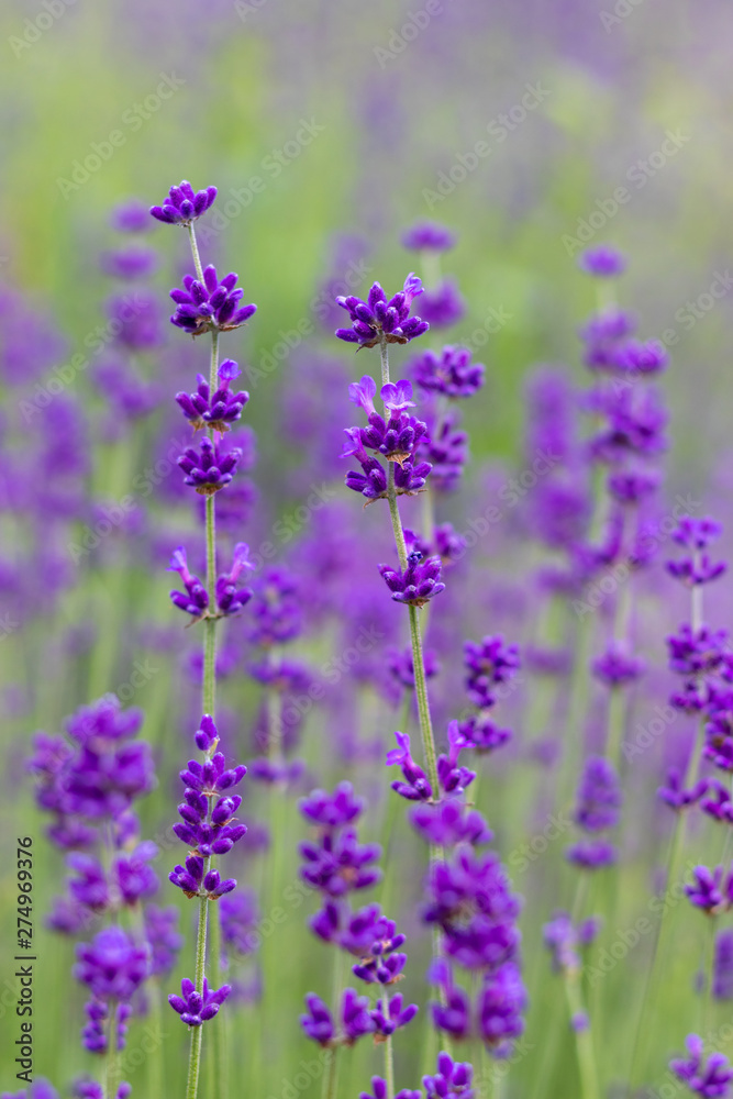 Naklejka premium Lavender