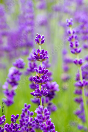 Fototapeta Naklejka Na Ścianę i Meble -  Lavender closeup 