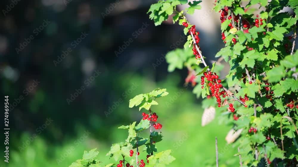 Red currant berries ripening on stem branch of plant bush with blurred bokeh background in Russia or Ukraine garden dacha farm with vibrant color shaking, moving in wind Red currant berries ripening on stem branch of plant bush with blurred bokeh background in Russia or Ukraine garden dacha farm with vibrant color shaking, moving in wind