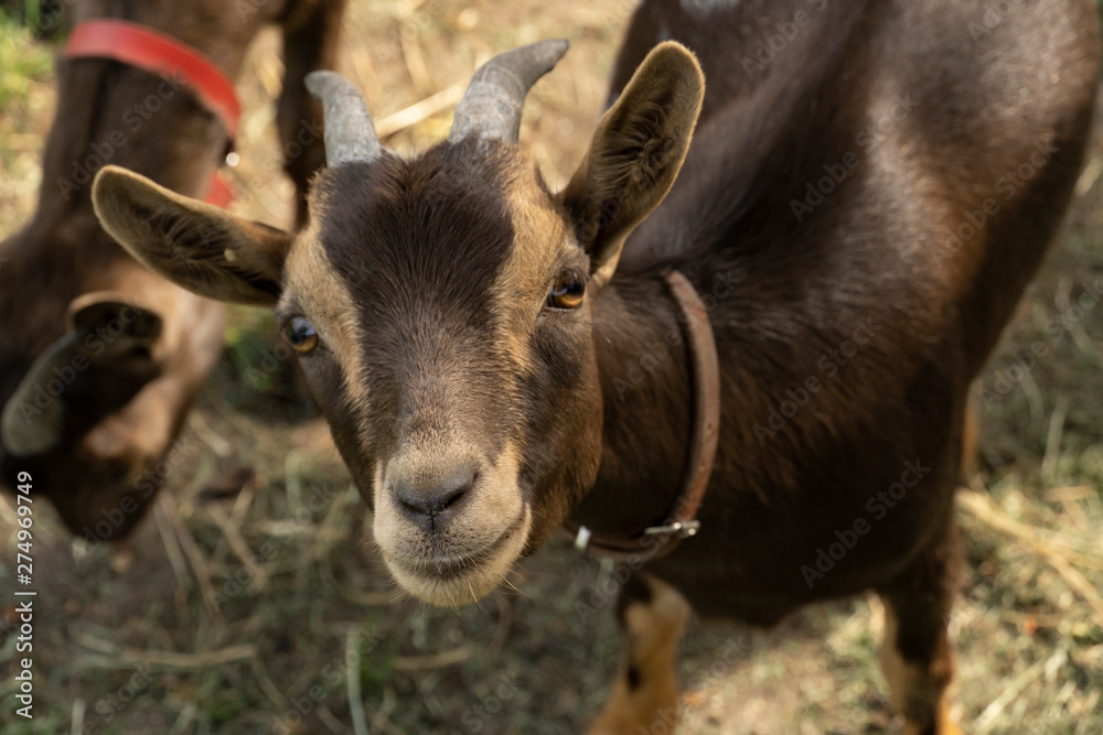 Goat in the Netherlands brown background Goat in the Netherlands brown background