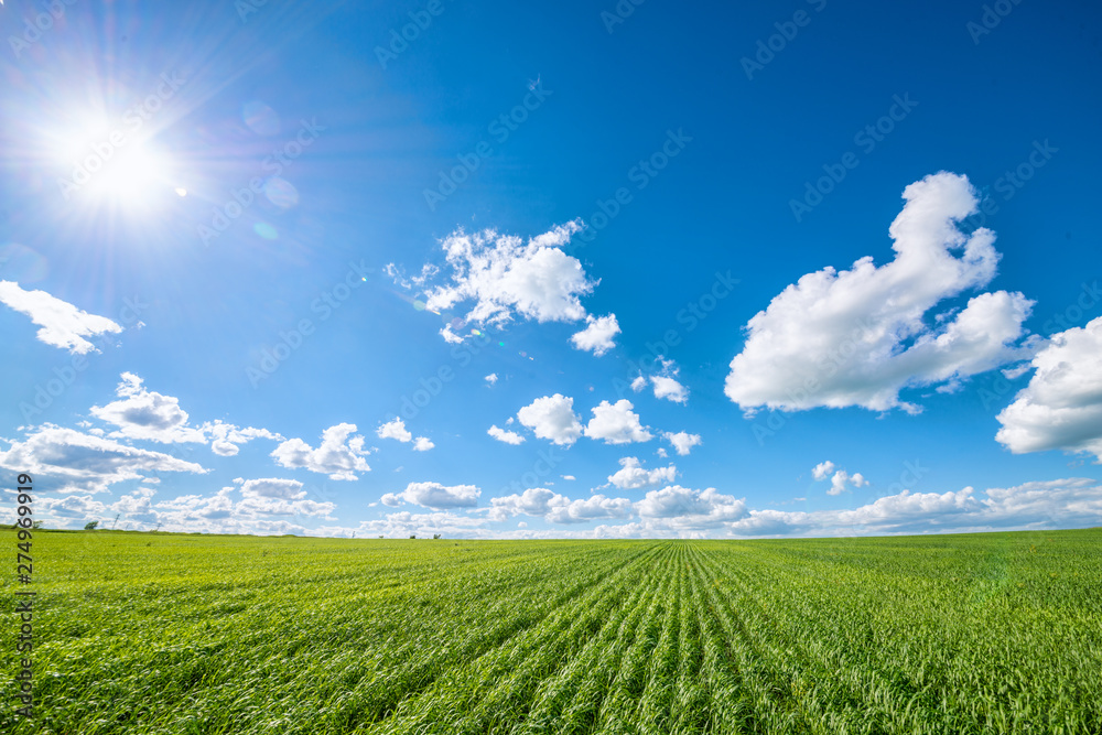 View of agricultural field with white fluffy clouds in blue sky at sunny summer day - obrazy, fototapety, plakaty 