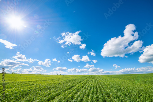 View of agricultural field with white fluffy clouds in blue sky at sunny summer day