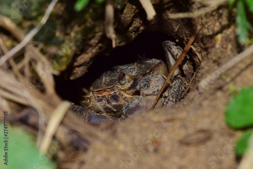 Maltese freshwater crab, Potamon fluviatile, muddy burrow nest. photo