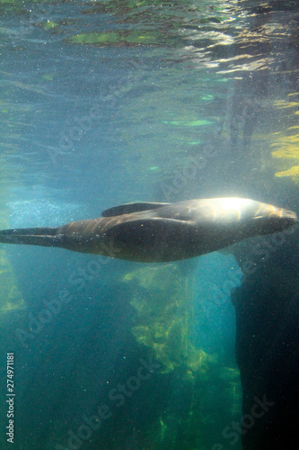 Seal, Zoo by the sea, Ocean zoo, Bremerhaven, Bremen, Germany, Europe