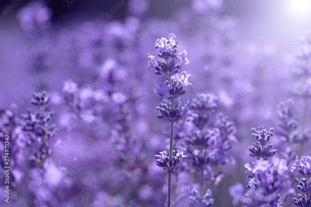 Lavender flower on the field. Lavender flower on the field.
