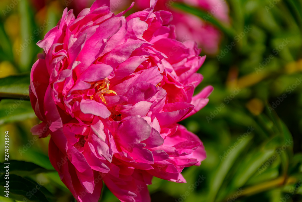 The Surrounding Area Of Vsevolozhsk. Flowering peonies near the temple.