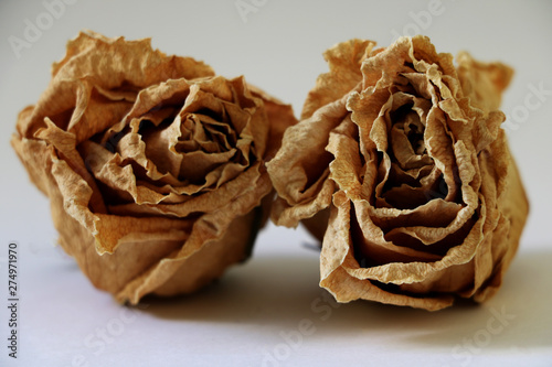 The dried buds of a light rose close up. Isolated