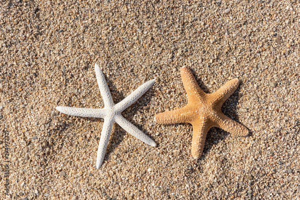 Seashells on the sand by the sea on a sunny day Seashells on the sand by the sea on a sunny day