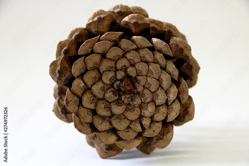Pine cone isolated on white background Pine cone isolated on white background