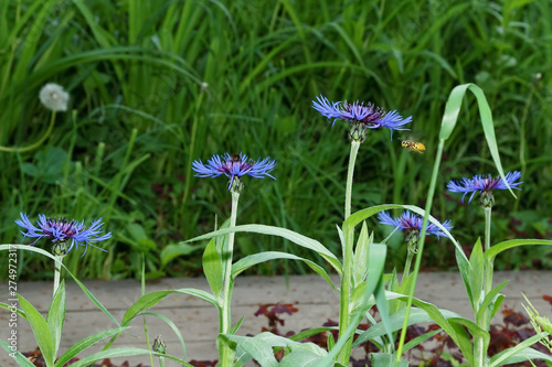 cornflowers in the garden floral background summer day