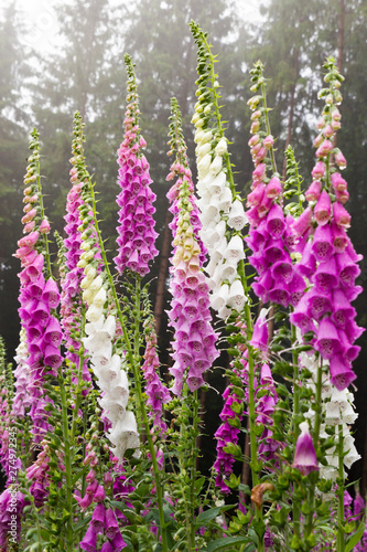 Foxglove digitalis plants on a forest clearing