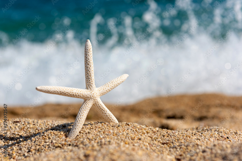 Starfish seashells on the sand by the sea on a sunny day Starfish seashells on the sand by the sea on a sunny day