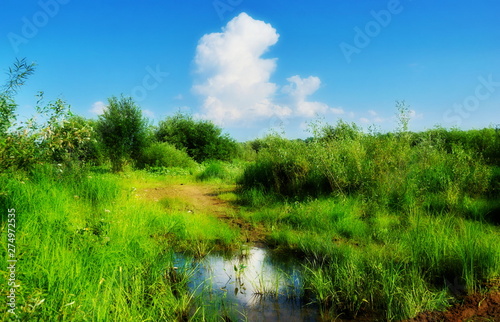 rustic landscape with cloud and puddle road bushes summer day.