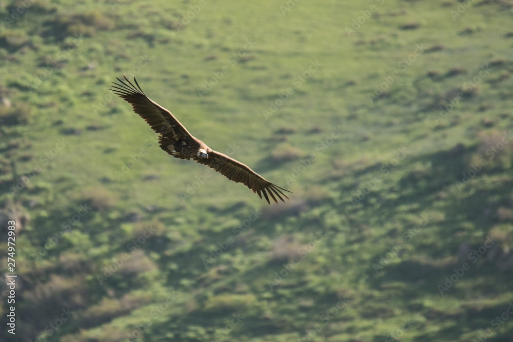 Obraz premium Stunning bird photo. Cinereous vulture / Aegypius monachus. Silhouette of a flying bird on a background of mountains