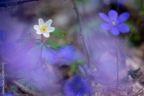 Obraz w ramie kwiaty macro22