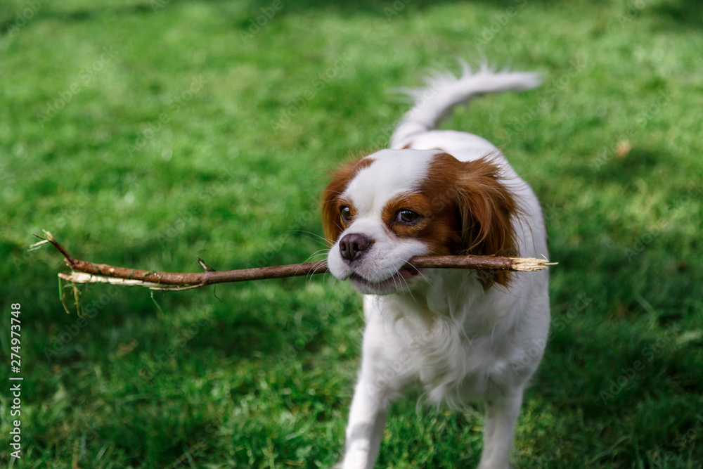 cavalier king charles spaniel playing with a stick in a local dog park on a sunny day cavalier king charles spaniel playing with a stick in a local dog park on a sunny day