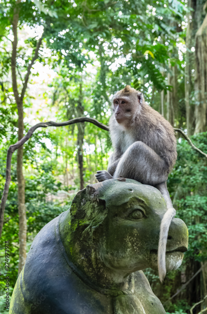 Wild monkey seat on the statue in sacred Monkey Forest Park
