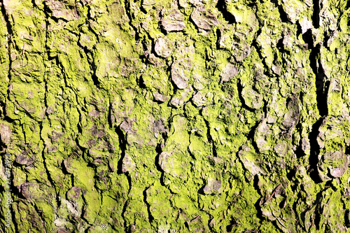 The green bark of a tree is a spruce. Texture. Background