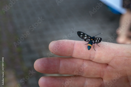 Schmetterling Weißfleck Widderchen auf Finger